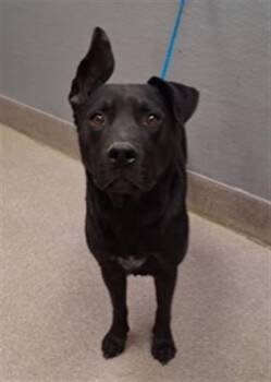 Pit Bull Terrier Dogs Available for Adoption in Las Vegas, Nevada - SMURK | PetCurious