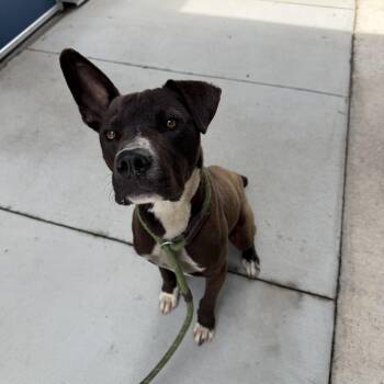 Terrier Dogs Available for Adoption in Lancaster, South Carolina - Captain | PetCurious