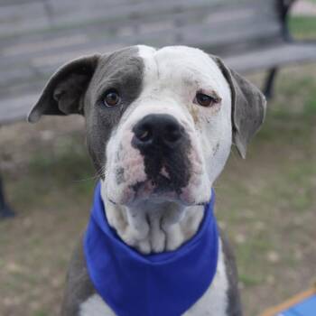 RUCKUS -  American Staffordshire Terrier Dog for Adoption in San Antonio, Texas - RUCKUS | PetCurious
