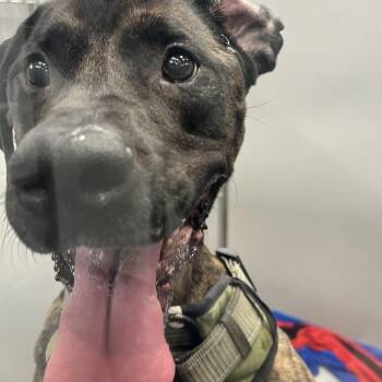 Mixed Breed Dogs Available for Adoption - Damu | PetCurious