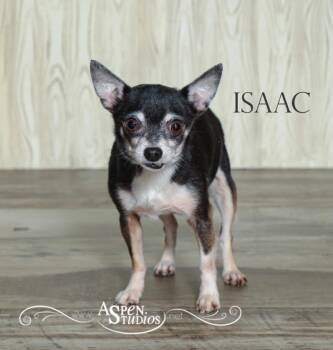 Isaac -  Chihuahua Dog for Adoption in Valparaiso, Indiana - Isaac | PetCurious