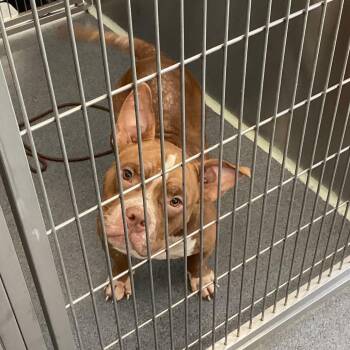 Hank -  Pit Bull Terrier Dog for Adoption in Montgomery, Alabama - Hank | PetCurious