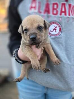 Terrier Dogs Available for Adoption - Flynn 26D-053 | PetCurious