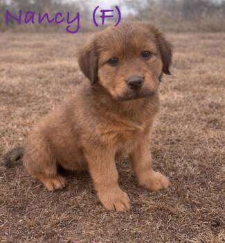 Chow Chow and Great Pyrenees Dogs Available for Adoption - Nancy | PetCurious