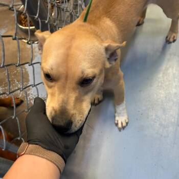 Frankie -  Mixed Breed Dog for Adoption in Gadsden, Alabama - Frankie | PetCurious