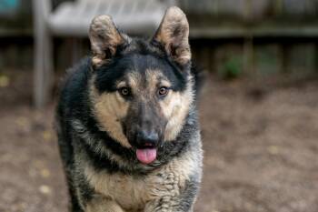 Toby -  Collie and Shepherd Dog for Adoption in Red Wing, Minnesota - Toby | PetCurious