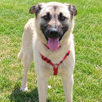 Bobby -  Anatolian Shepherd Dog for Adoption in Santa Ana, California - Bobby | PetCurious