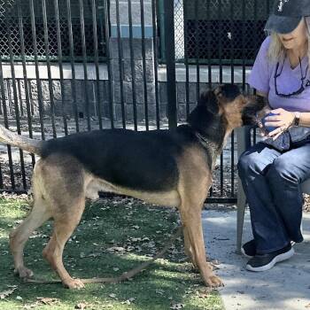 Ichabod - ECAS -  Shepherd and Doberman Pinscher Dog for Adoption in Pleasanton, California - Ichabod - ECAS | PetCurious
