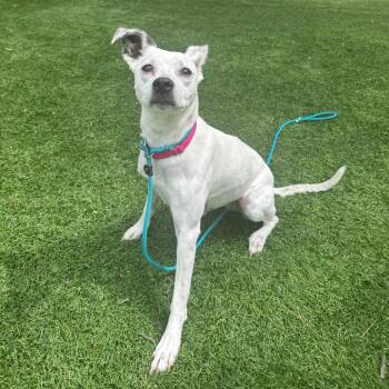 Mixed Breed Dogs Available for Adoption in Saint Charles, Missouri - Eri | PetCurious