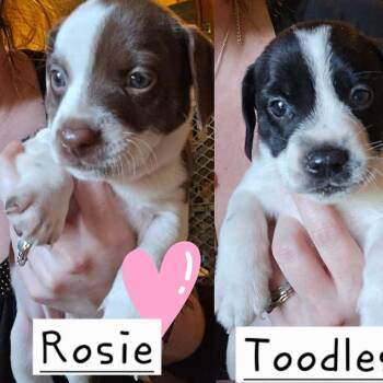 Rosie -  Hound and Pit Bull Terrier Dog for Adoption in Newark Valley, New York - Rosie | PetCurious