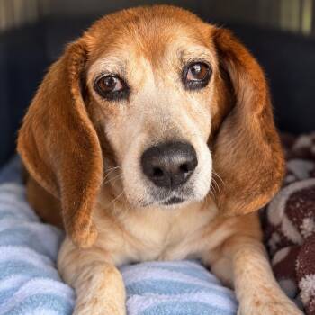 Nibsy -  Beagle Dog for Adoption in Hanson, Massachusetts - Nibsy | PetCurious