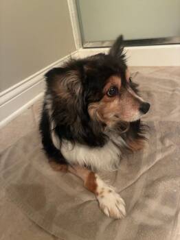 Shetland Sheepdog Sheltie Dogs Available for Adoption in Overland Park, Kansas - Abby | PetCurious