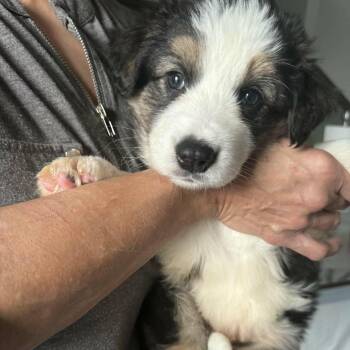 Mixed Breed Dogs Available for Adoption - Buzz | PetCurious