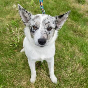 Foxy -  Australian Cattle Dog Blue Heeler Dog for Adoption in Mead, Colorado - Foxy | PetCurious
