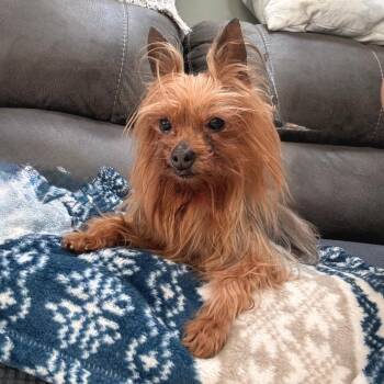 Yorkshire Terrier Dogs Available for Adoption in Waterford, New Jersey - GINNY | PetCurious