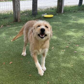 Golden Retriever and Mixed Breed Dogs Available for Adoption in Loxahatchee Groves, Florida - Fiorela* 1836 | PetCurious