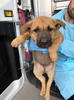 Hopper -  German Shepherd Dog and Mixed Breed Dog for Adoption in Fresno, California - Hopper | PetCurious