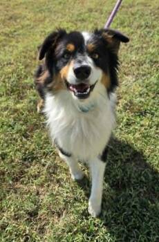 Whiskey -  Australian Shepherd and Border Collie Dog for Adoption in Larned, Kansas - Whiskey | PetCurious