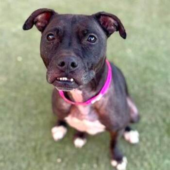 Pixie -  Pit Bull Terrier Dog for Adoption in Las Vegas, Nevada - Pixie | PetCurious