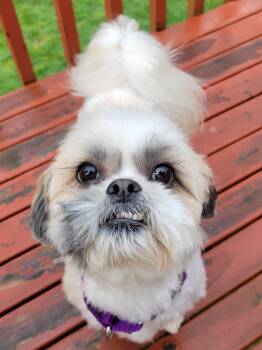 Shih Tzu Dogs Available for Adoption in Silvana, Washington - Louis | PetCurious