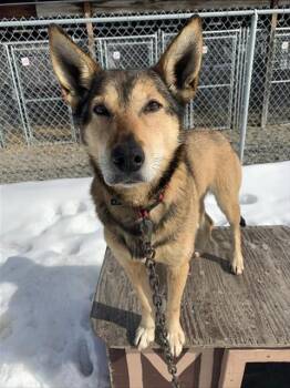 Husky Dogs Available for Adoption in Fairbanks, Alaska - TOPH | PetCurious