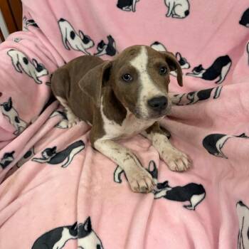 Eliza -  Mixed Breed Dog for Adoption in Sequatchie, Tennessee - Eliza | PetCurious