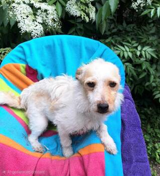 Flaviana WV14391-T -  Jack Russell Terrier and Papillon Dog Available for Adoption in Missouri City, Texas - Flaviana WV14391-T | PetCurious
