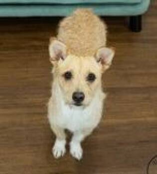 Serta -  Jack Russell Terrier and Cairn Terrier Dog for Adoption in Thompson Falls, Montana - Serta | PetCurious