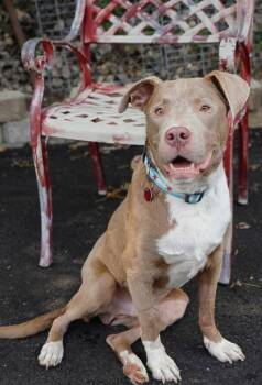 Rescue Mixed Breed Dogs for Adoption in Chicago, Illinois - Jibarito | PetCurious