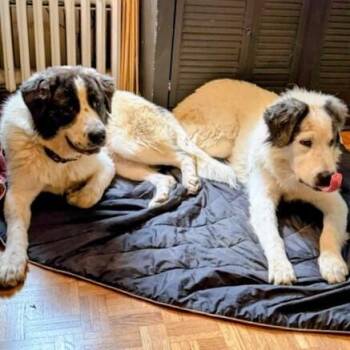 DARLING -  Great Pyrenees Dog for Adoption in Louisville, Kentucky - DARLING | PetCurious