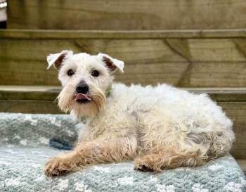 Schnauzer Dogs Available for Adoption - Stevie | PetCurious