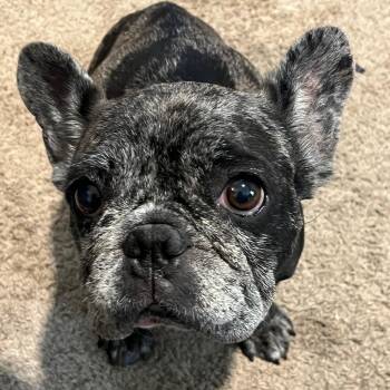 Rescue French Bulldog Dogs for Adoption in Austin, Texas - Scooby Roo | PetCurious