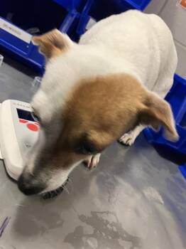 Mixed Breed Dogs Available for Adoption - MARGO | PetCurious