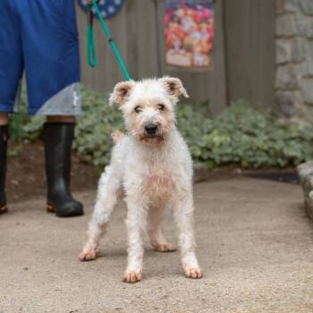 Frankie Frankfurt -  Mixed Breed Dog for Adoption in Chester Springs, Pennsylvania - Frankie Frankfurt | PetCurious