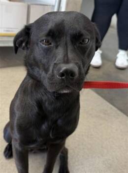 KNOX -  Pug and Mixed Breed Dog for Adoption in San Bernardino, California - KNOX | PetCurious