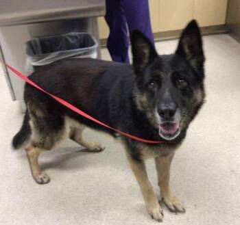 Rescue German Shepherd Dog Dogs for Adoption in Riverside, California - NANI | PetCurious
