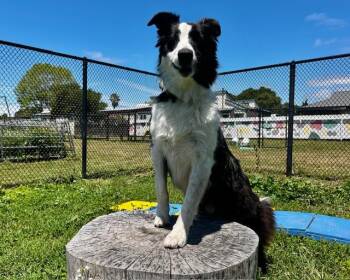 TOMAS -  Border Collie Dog Available for Adoption in Santa Cruz, California - TOMAS | PetCurious
