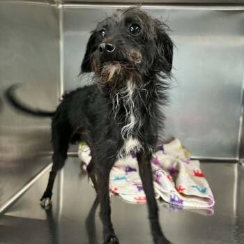 Gandolph -  Mixed Breed Dog for Adoption in Henderson, Kentucky - Gandolph | PetCurious