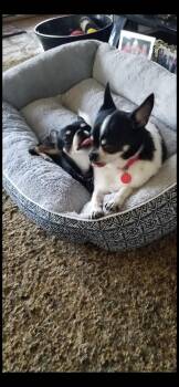Chihuahua Dogs Available for Adoption - Milo And Oliver  | PetCurious