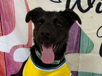 Murphy -  Shepherd Dog for Adoption in Republic, Washington - Murphy | PetCurious