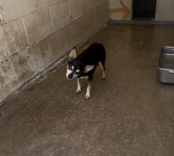 Lopsy -  Chihuahua Dog for Adoption in Milton, Georgia - Lopsy | PetCurious