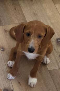 Liberty -  Standard Poodle and Chocolate Labrador Retriever Dog for Adoption in Orange, California - Liberty | PetCurious