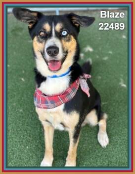BLAZE -  Shepherd and Siberian Husky Dog for Adoption in Marietta, Georgia - BLAZE | PetCurious