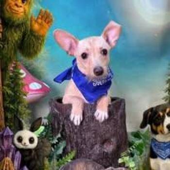 Casper -  Chiweenie Dog Available for Adoption in Winchester, Kentucky - Casper | PetCurious