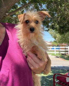Little Rose -  Terrier Dog for Adoption in Temecula, California - Little Rose | PetCurious