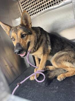 CLEMENTINE -  German Shepherd Dog and Mixed Breed Dog for Adoption in Grand Prairie, Texas - CLEMENTINE | PetCurious