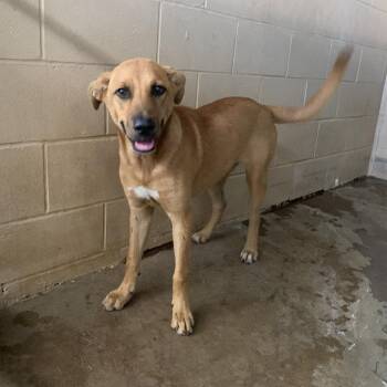 Ms. Lipton -  Shepherd Dog for Adoption in Edinburg, Texas - Ms. Lipton | PetCurious