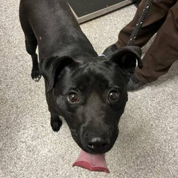 Retriever and American Staffordshire Terrier Dogs Available for Adoption in Taos, New Mexico - Chewy | PetCurious