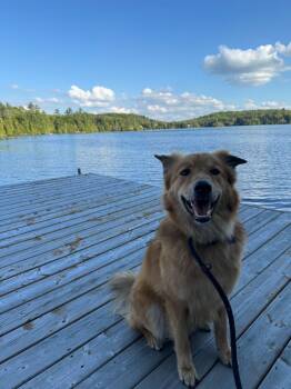 Rescue Mixed Breed Dogs for Adoption in Kitchener, Ontario - Abaco | PetCurious