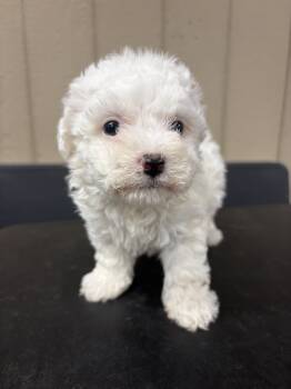 Bichon Frise Dogs Available for Sale in Newton, North Carolina - Meah | PetCurious
